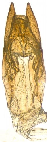 Réf. 286 932 : Helophorus sp.